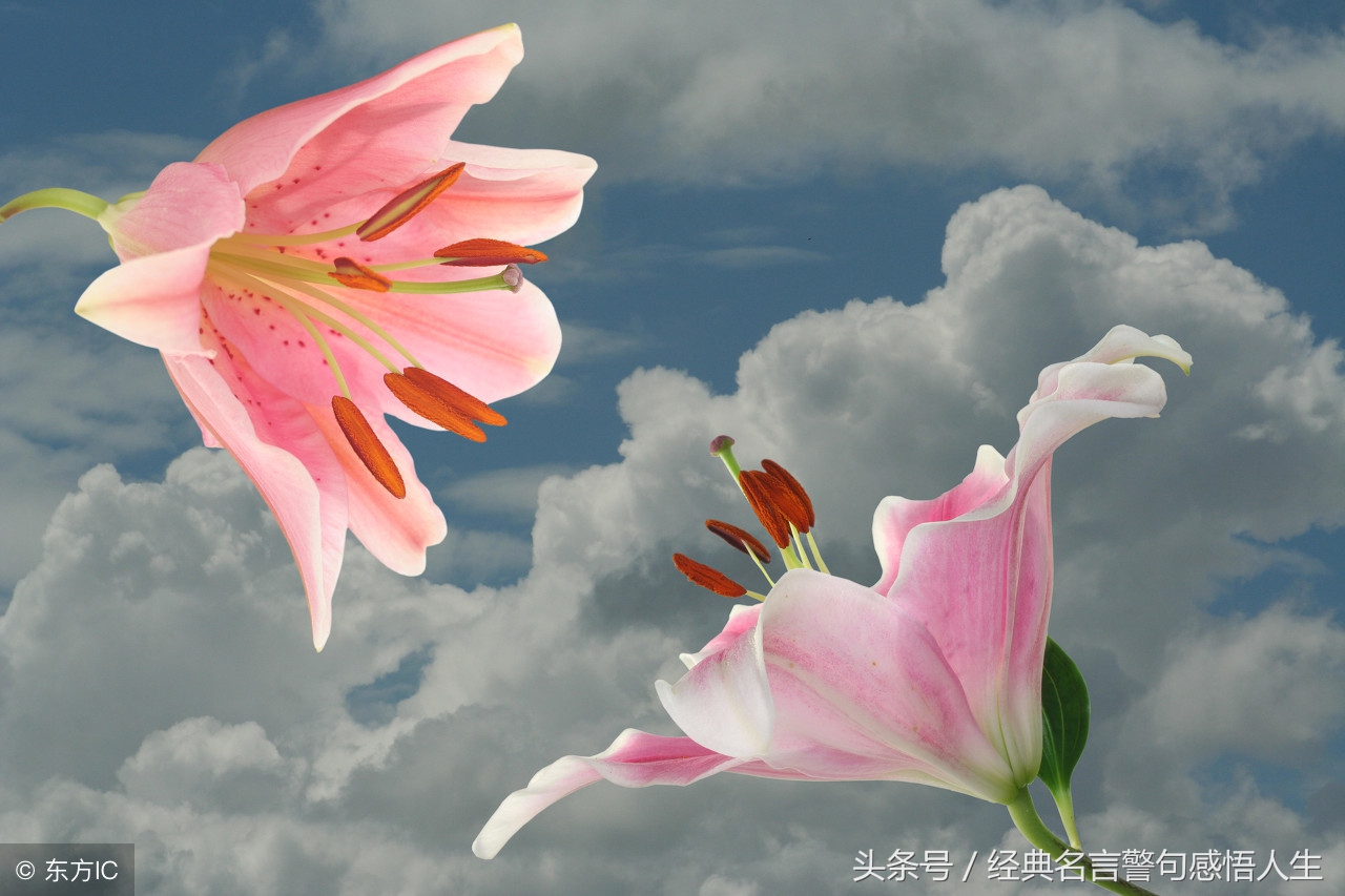 关于要学会放弃的名言警句（形容进退有度的至理名言） 第5张