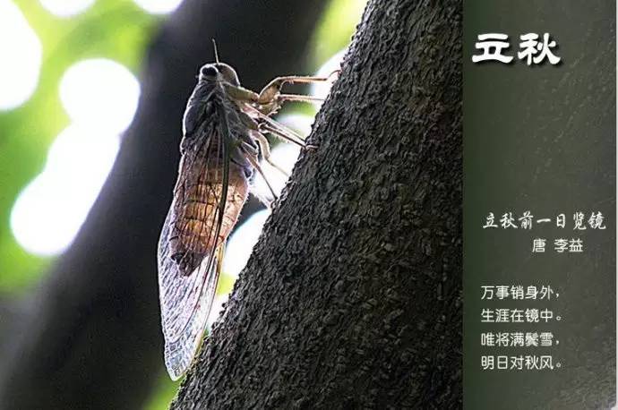 二十四节气诗歌有哪些（描写24节气的古诗） 第51张