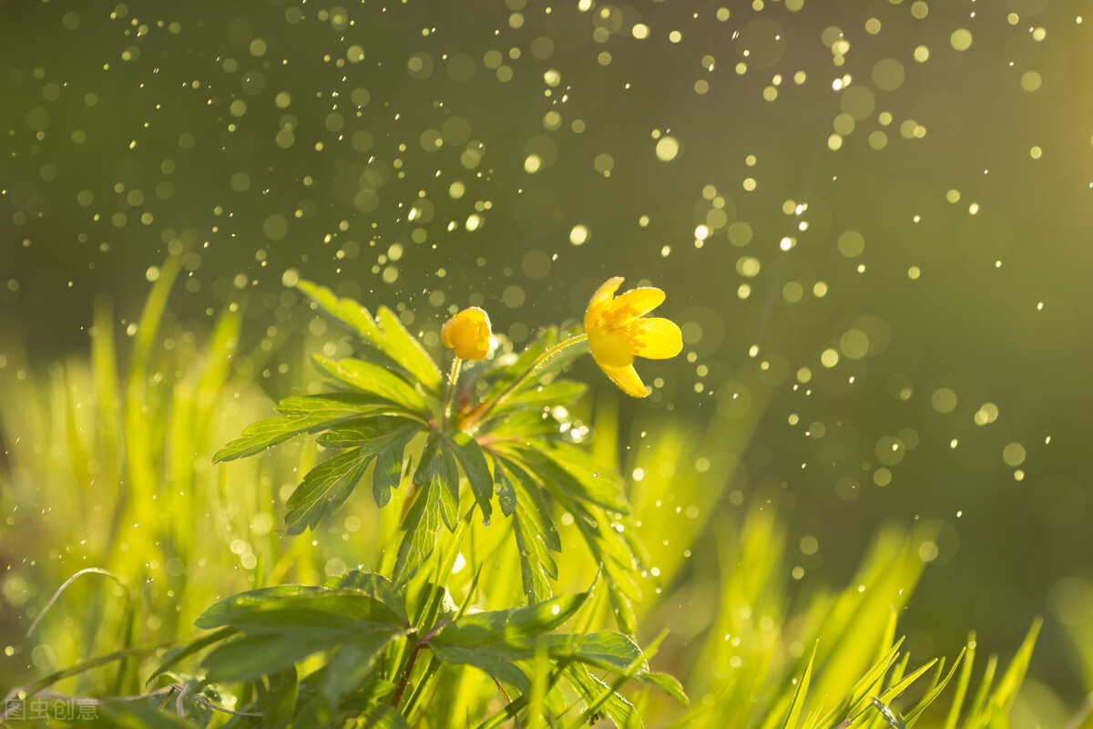 六年级上册诗经采薇节选（采薇诗歌赏析及诗意） 第7张
