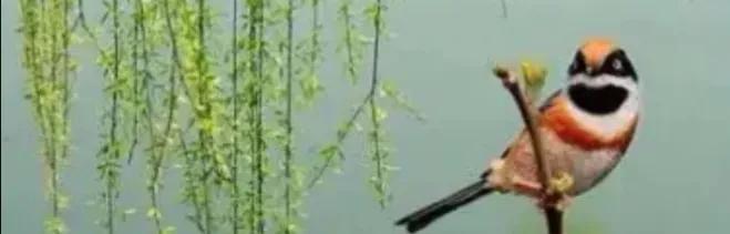 经典抒情散文诗（抒情散文诗精选简短） 第5张