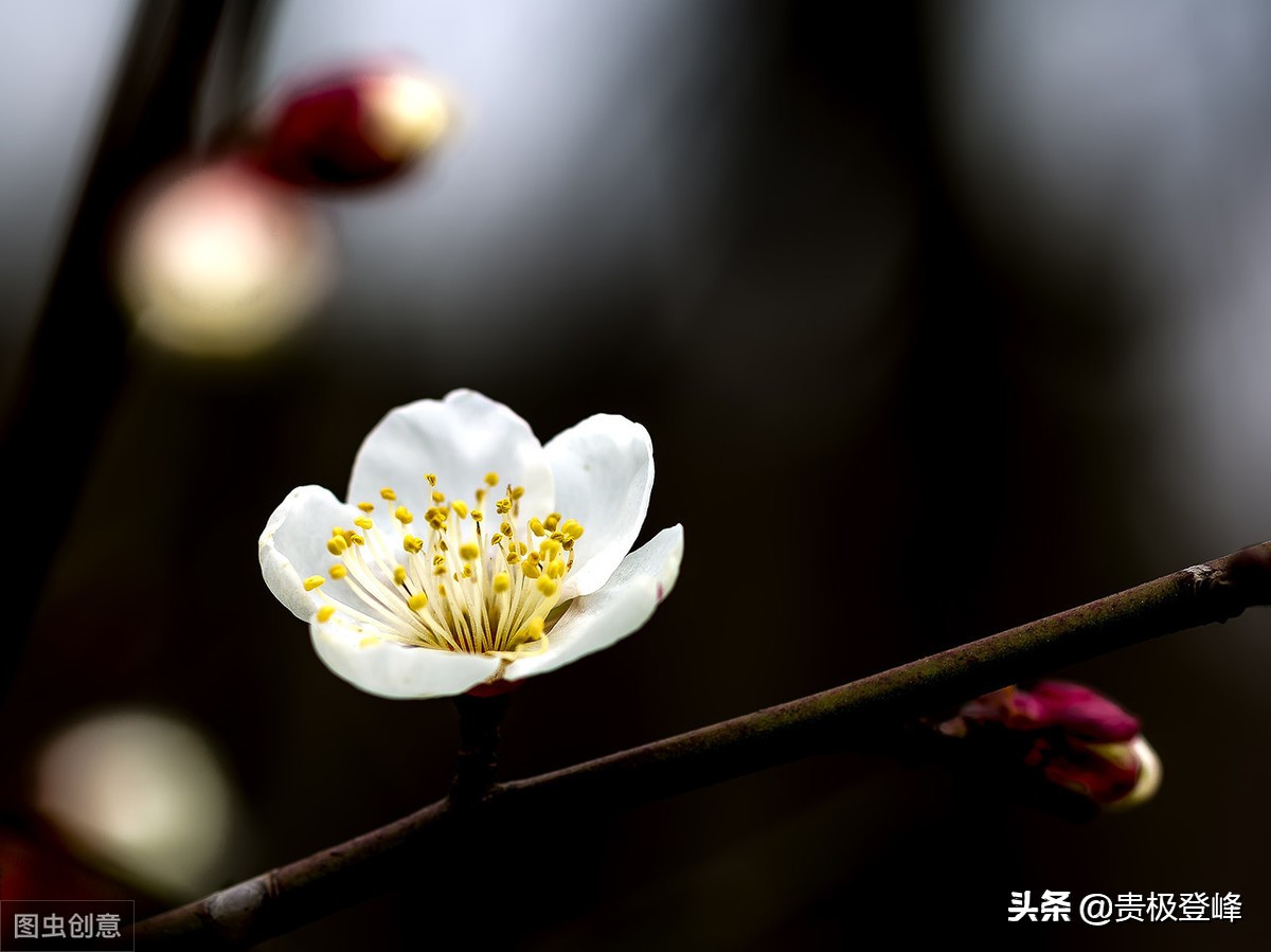借景抒情的诗句有哪些（分享这8首借景抒情的名诗） 第3张