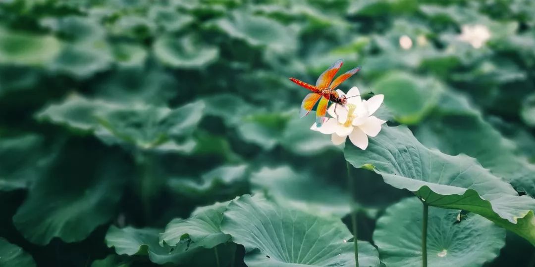 夏至诗句古诗大全（形容夏至的优美诗词） 第11张