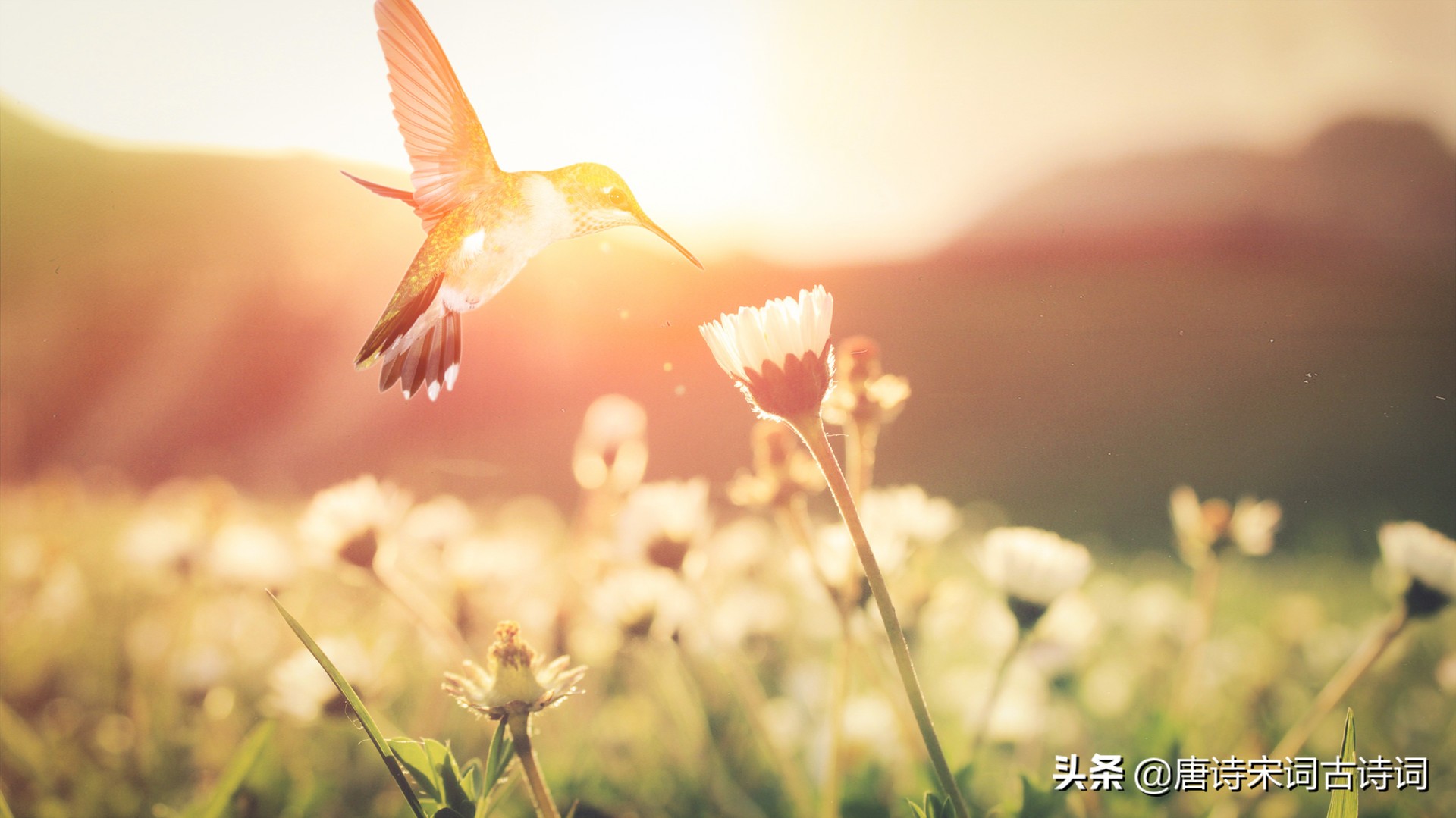 关于四季的诗句有哪些（春夏秋冬四季古诗大全） 第1张
