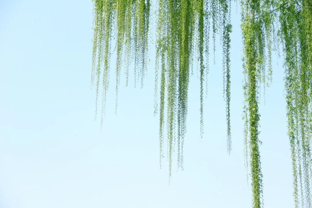 惊蛰诗句古诗大全（惊蛰最经典诗词） 第13张
