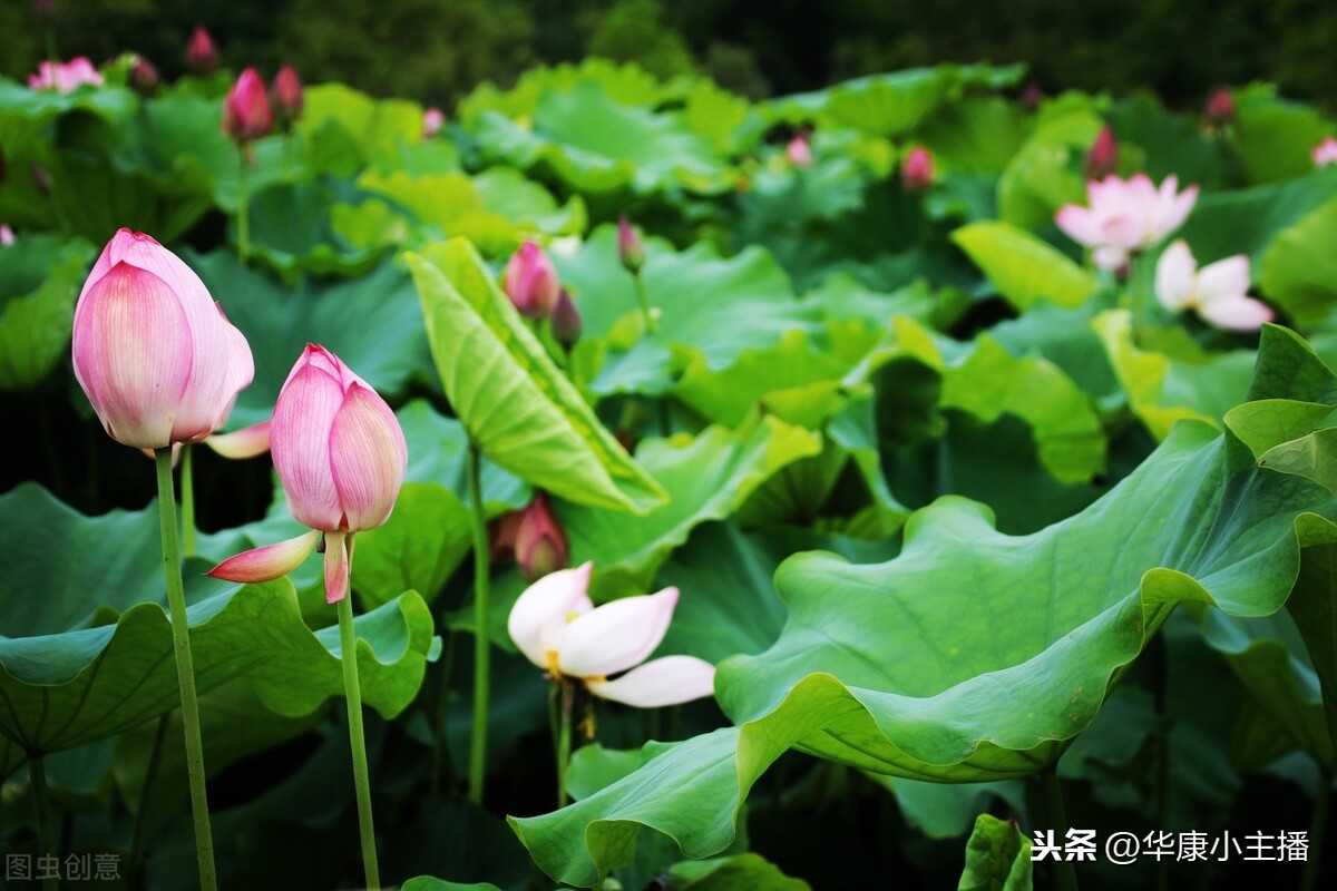 江南古诗朗读译文（江南原文赏析及解释诗意） 第5张