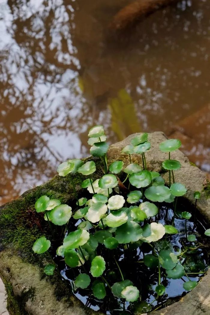 雨水节气的古诗有哪些（有关雨水的古诗欣赏） 第1张