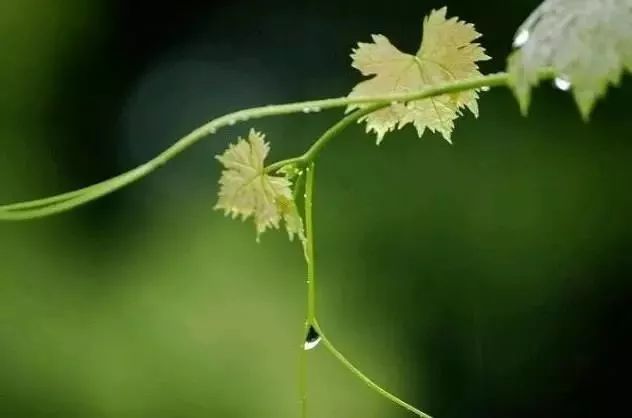 雨水节气的古诗有哪些（有关雨水的古诗欣赏） 第19张