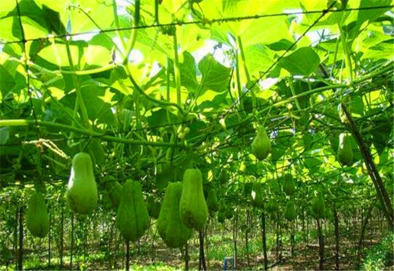农村的蔬菜种植，有哪些品种能实现每亩收入一万元以上？推荐一些 第3张