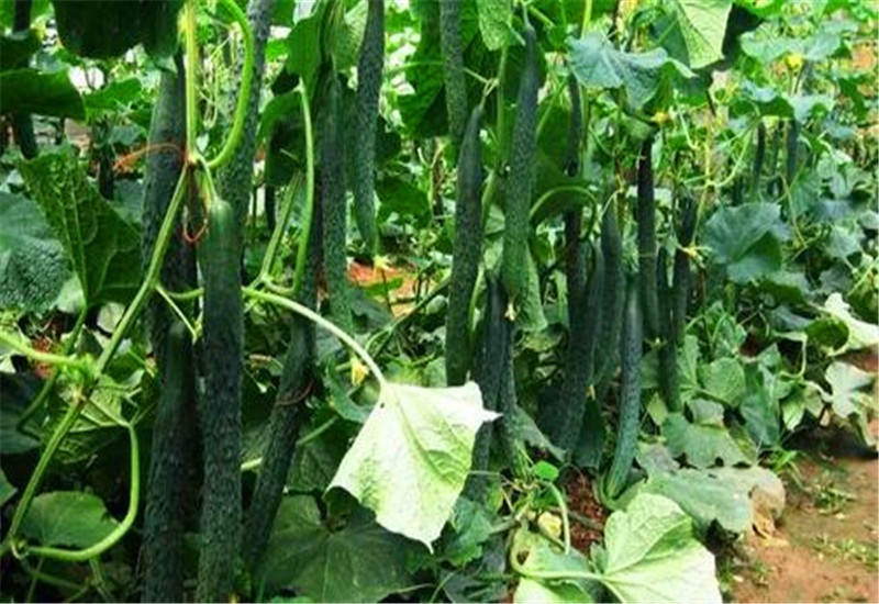 农村的蔬菜种植，有哪些品种能实现每亩收入一万元以上？推荐一些 第9张