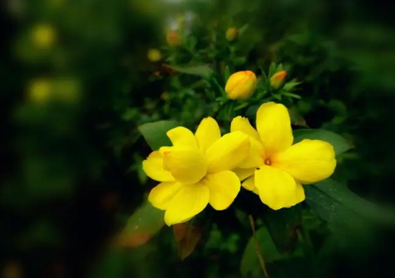 迎春花诗句经典名句（赞美迎春花的优美诗句） 第9张