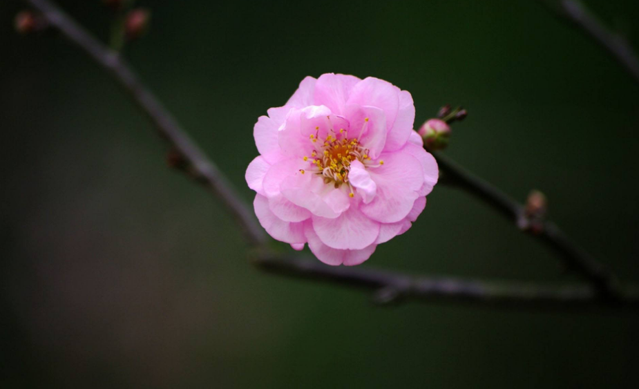 有关梅花的诗句古诗（赞美梅花的诗句鉴赏） 第13张