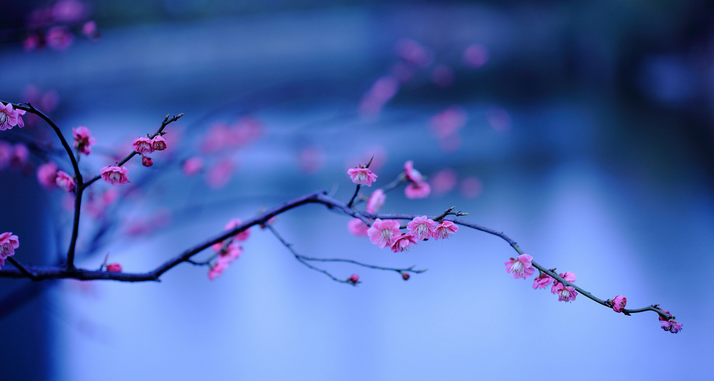 有关梅花的诗句古诗（赞美梅花的诗句鉴赏） 第33张