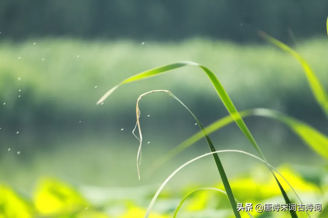 立夏的古诗大全（立夏的名篇佳句） 第19张