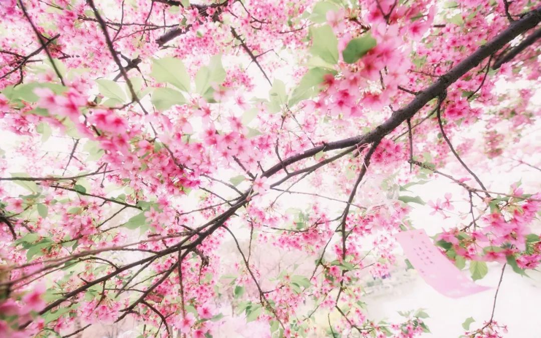 清明节诗词有些什么（关于清明节的诗词名句） 第17张