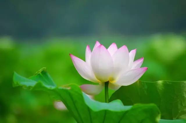 席慕容的诗歌大全（席慕容最著名的10首诗歌） 第7张