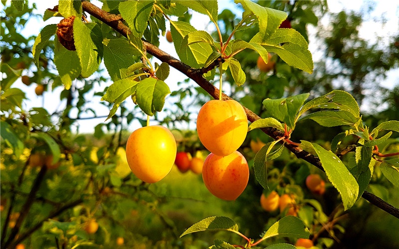 农村有10亩土地，不打算种粮食了，种植什么果树有前景？ 第1张