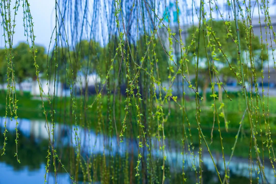 描写柳树的优美句子（柳树的句子短句唯美） 第3张