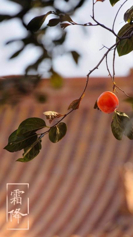 霜降的诗句有哪些（霜降古诗词经典） 第3张