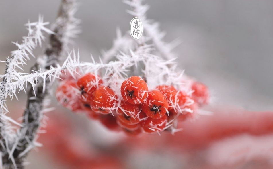 霜降的诗句有哪些（霜降古诗词经典） 第11张