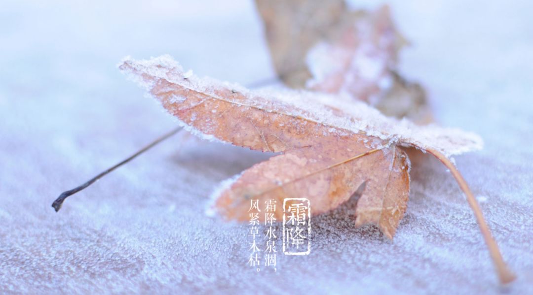 霜降的诗句有哪些（霜降古诗词经典） 第19张