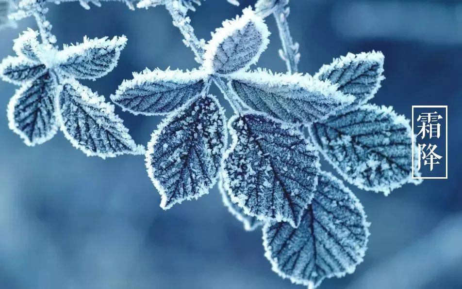 霜降的诗句有哪些（霜降古诗词经典） 第27张