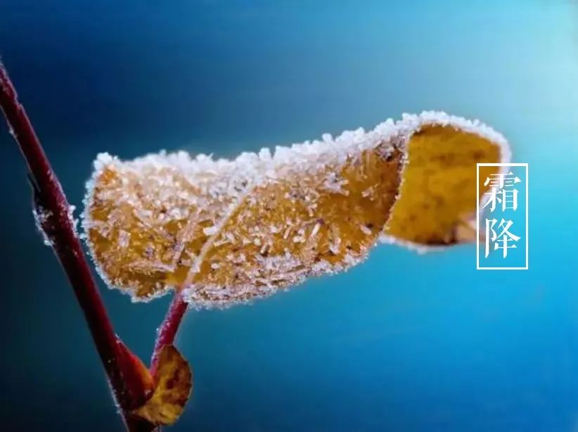 霜降的诗句有哪些（霜降古诗词经典） 第35张