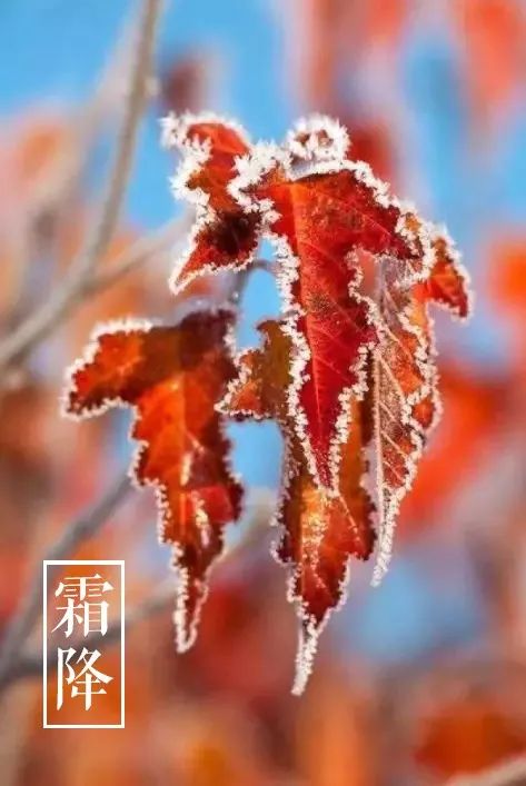 霜降的诗句有哪些（霜降古诗词经典） 第47张