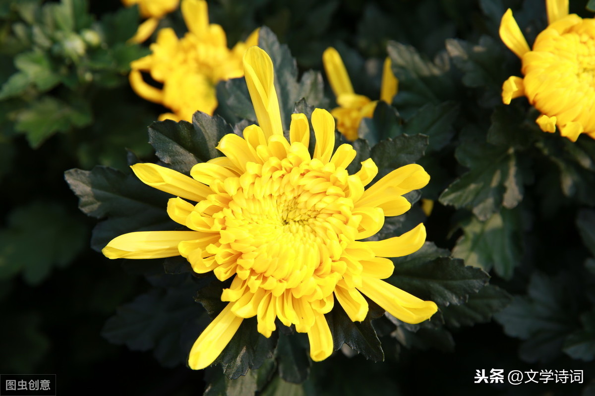 菊花古诗元稹诗意（菊花古诗译文赏析） 第1张