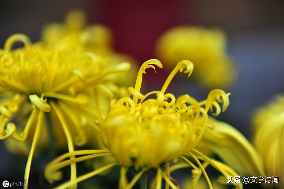 菊花古诗元稹诗意（菊花古诗译文赏析） 第5张