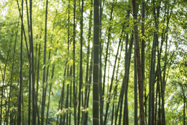 不可居无竹苏轼全诗（赞美竹子的美文佳句） 第1张