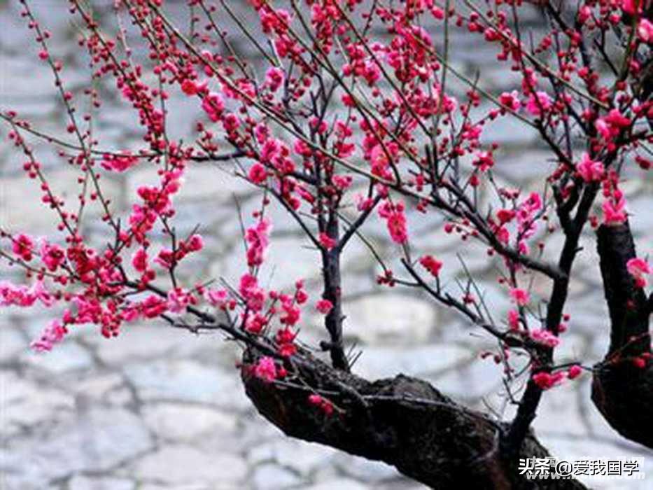 到5年级关于梅花的古诗有哪些（赞美梅花的150首古诗）"