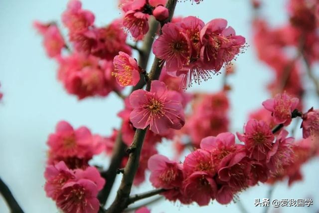 到5年级关于梅花的古诗有哪些（赞美梅花的150首古诗）"
