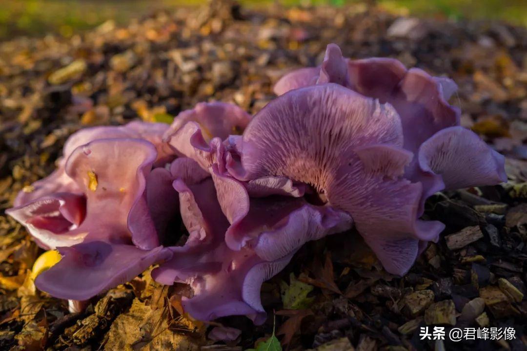 徕卡q2相机怎么样（徕卡Q2评测） 第15张