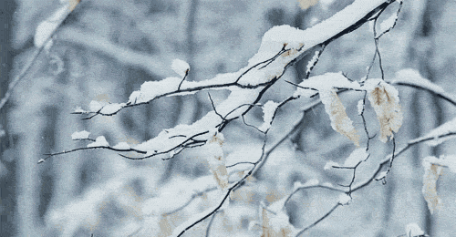 含有雪的诗句有哪些（雪的经典唯美诗句） 第11张