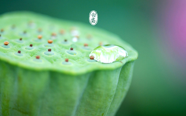 蒹葭苍苍白露为霜（蒹葭能体现爱情的句子） 第5张