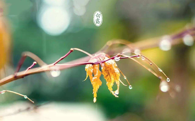 蒹葭苍苍白露为霜（蒹葭能体现爱情的句子） 第7张