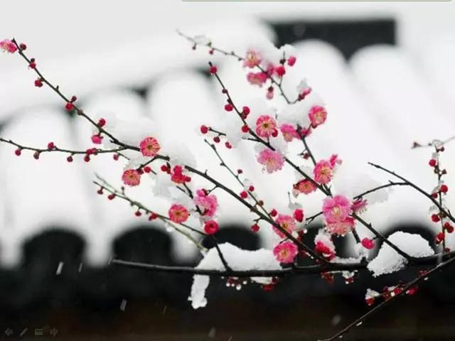 小学梅花诗词大全（最值阅读的20首梅花诗） 第1张