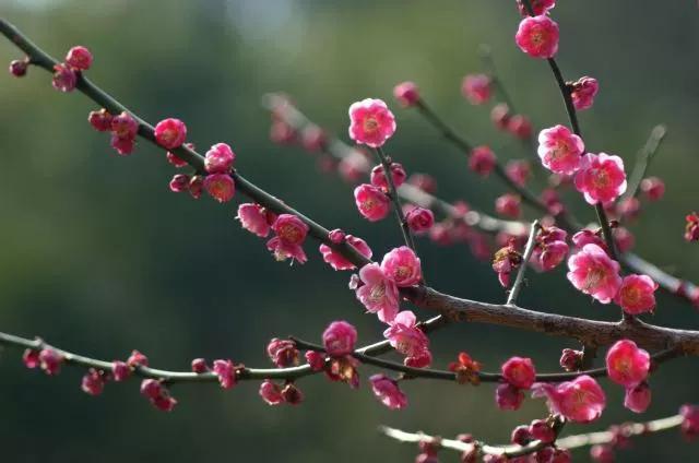 小学梅花诗词大全（最值阅读的20首梅花诗） 第5张