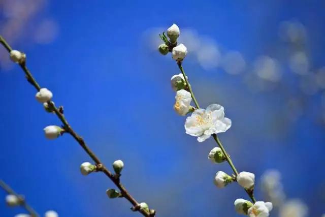 小学梅花诗词大全（最值阅读的20首梅花诗） 第7张