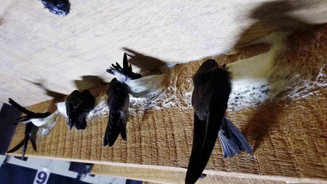 小哥筑屋引燕一个月产5斤燕窝，金丝燕口水制成，凭啥一斤卖万元 第3张