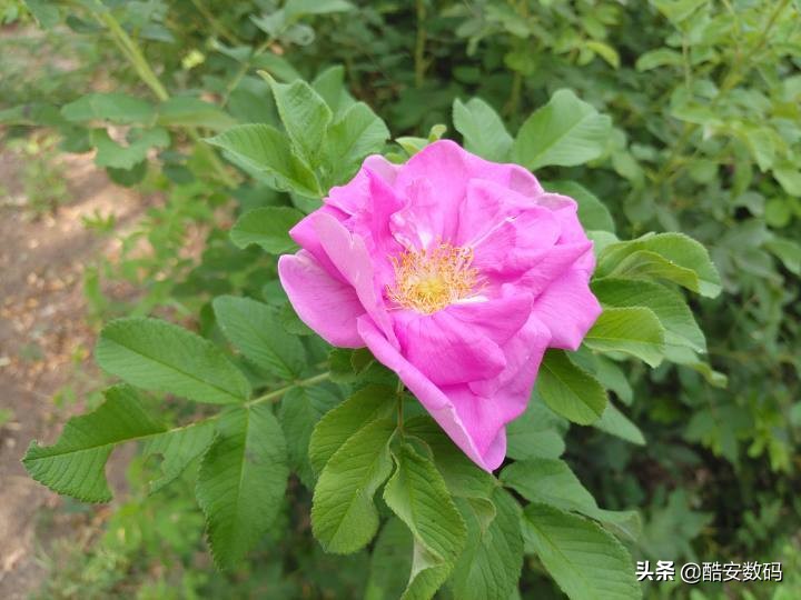200多的折叠双屏手机？中兴天机M简评 第57张
