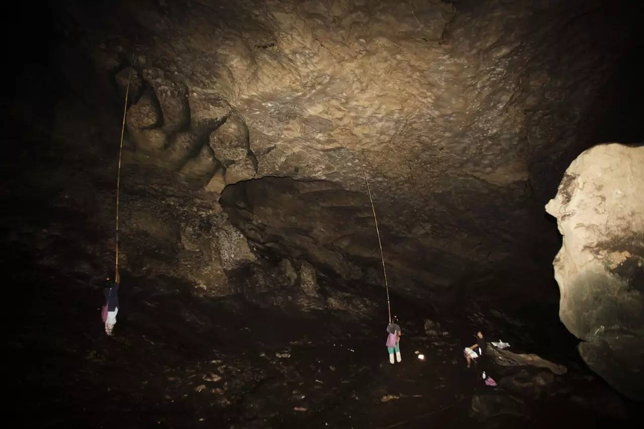 小哥筑屋引燕一个月产5斤燕窝，金丝燕口水制成，凭啥一斤卖万元 第9张