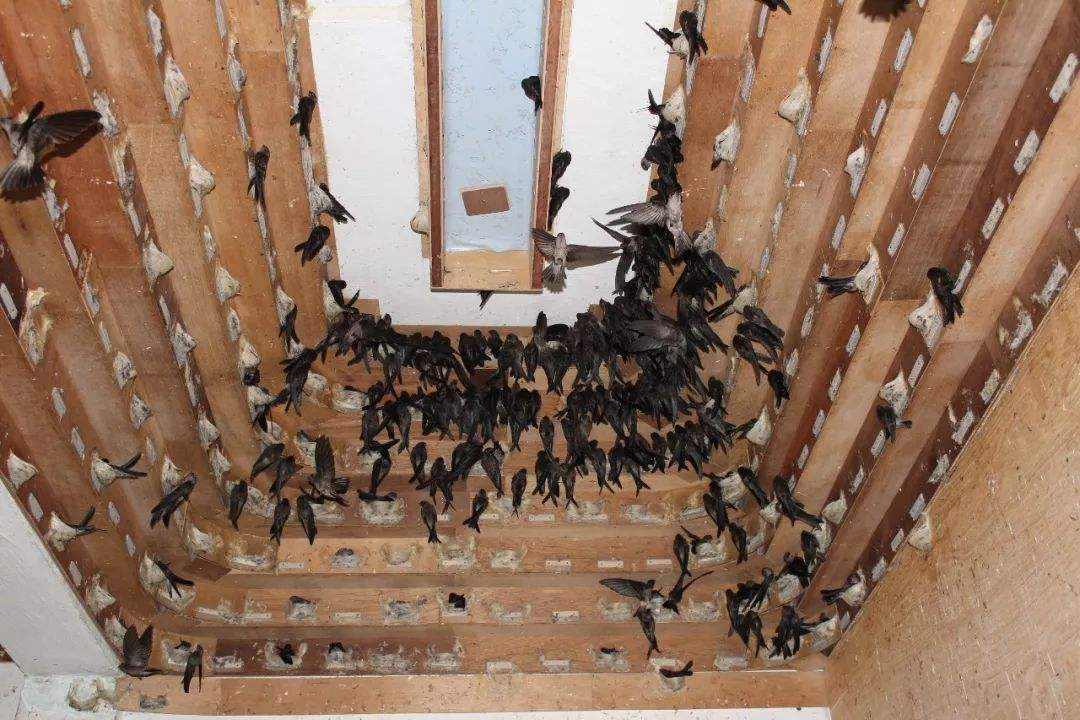 小哥筑屋引燕一个月产5斤燕窝，金丝燕口水制成，凭啥一斤卖万元 第15张