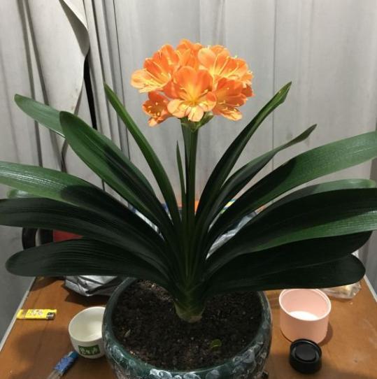 盆栽君子兰用什么土最好（君子兰最简单的配土方案） 第3张