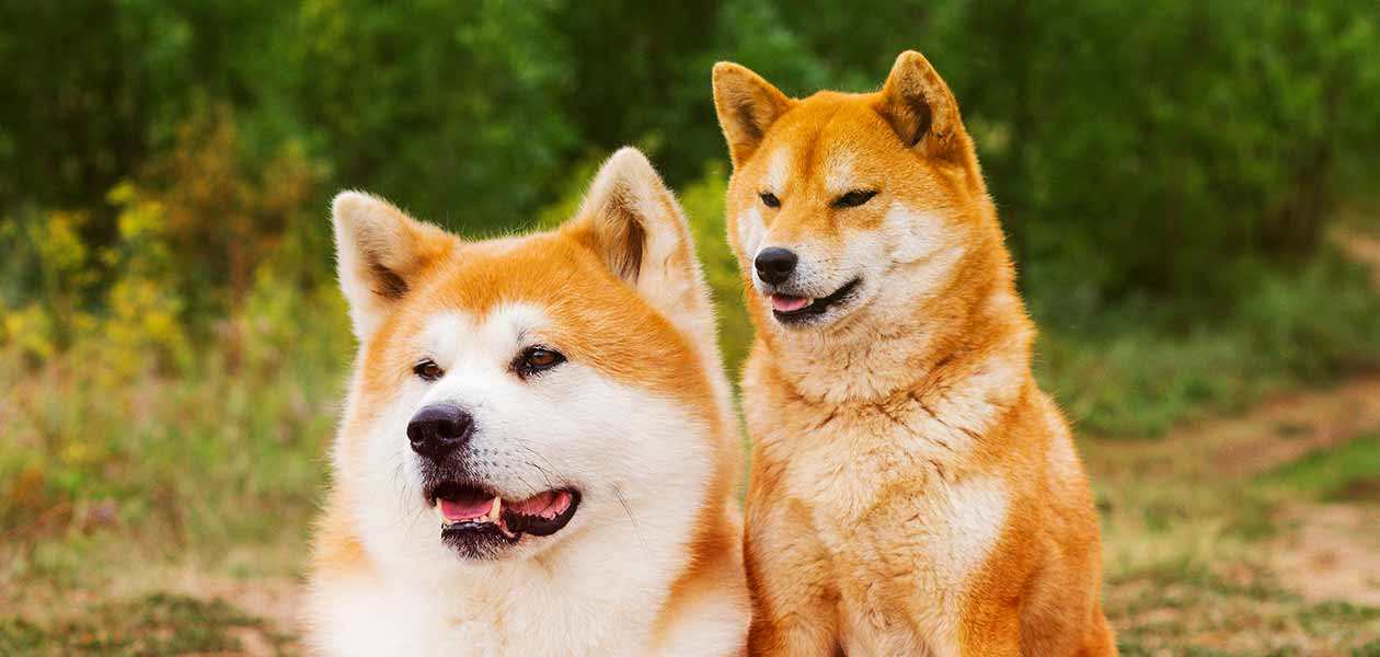 柴犬和秋田犬的区别有哪些（ 日本柴犬和秋田犬的不同之处） 第1张