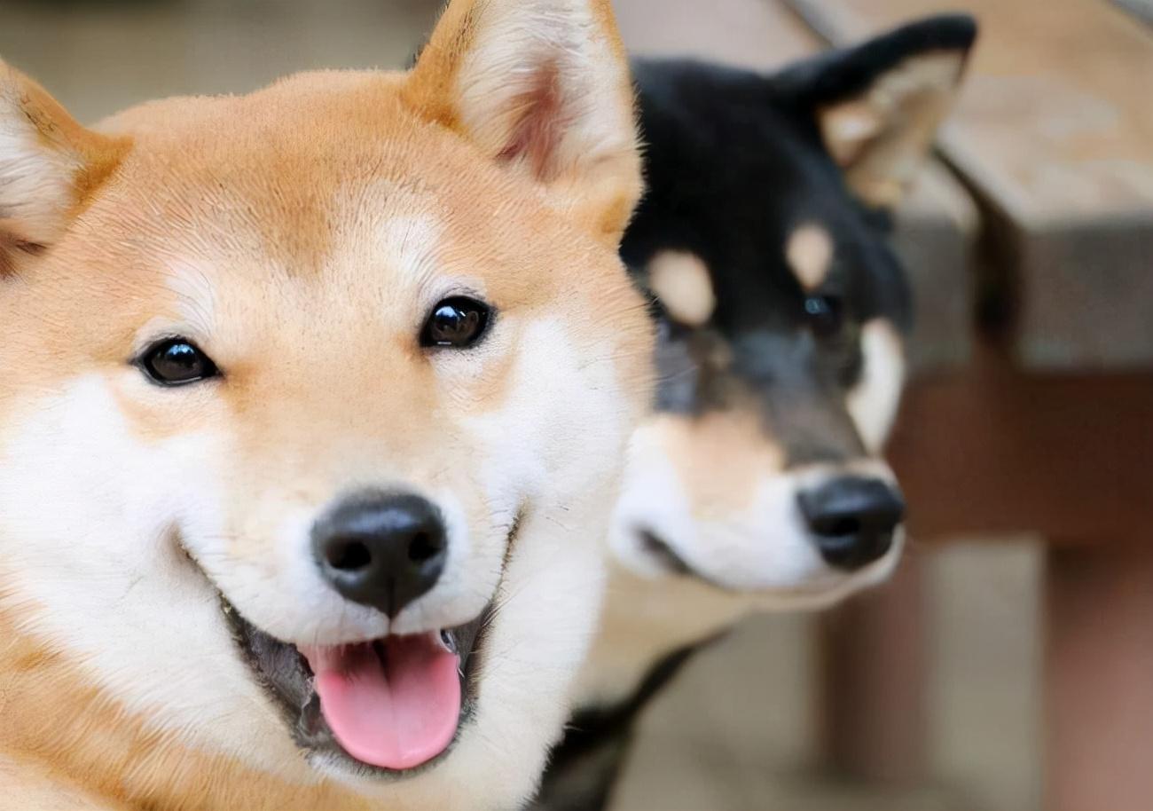 柴犬和秋田犬的区别有哪些（ 日本柴犬和秋田犬的不同之处） 第3张