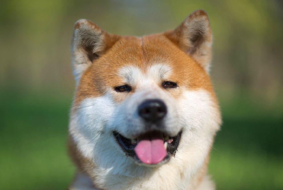 柴犬和秋田犬的区别有哪些（ 日本柴犬和秋田犬的不同之处） 第5张