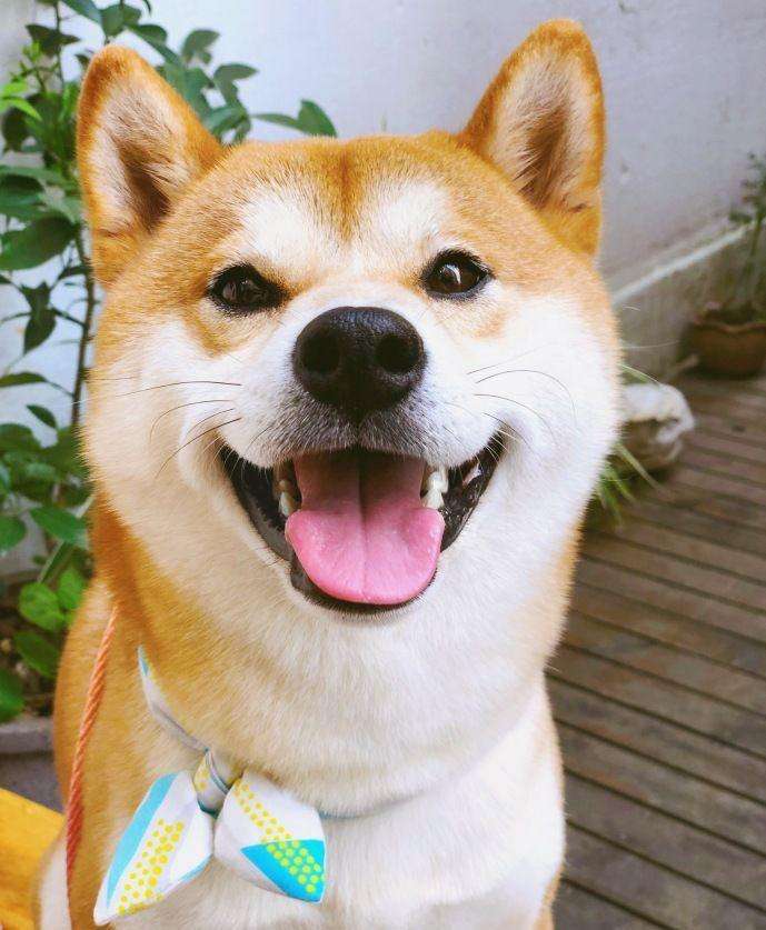 柴犬和秋田犬的区别有哪些（ 日本柴犬和秋田犬的不同之处） 第7张