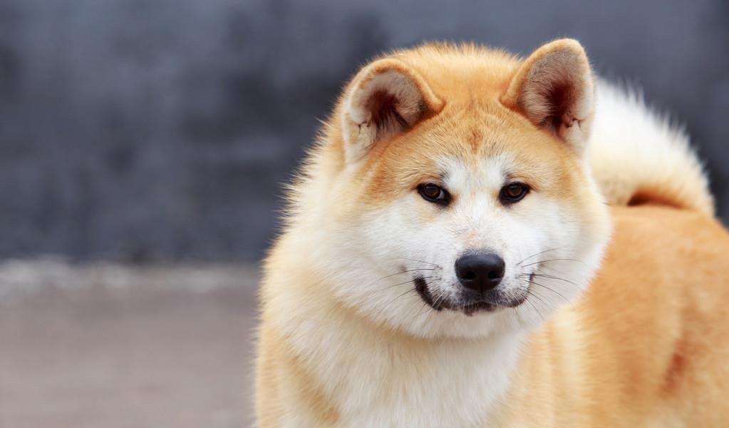柴犬和秋田犬的区别有哪些（ 日本柴犬和秋田犬的不同之处） 第9张