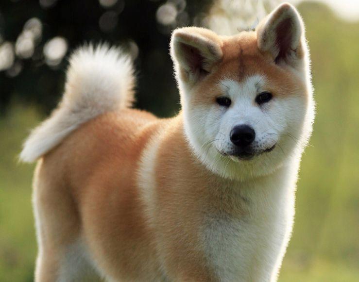 柴犬和秋田犬的区别有哪些（ 日本柴犬和秋田犬的不同之处） 第11张